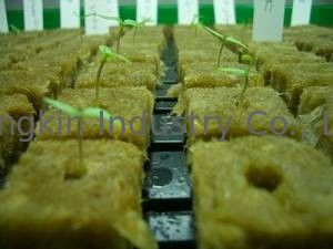 Trồng Hydroponic stonewool Grow Cubes 60kg / m3 50mm - Độ dày 100mm